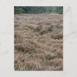 Heath Postkarte