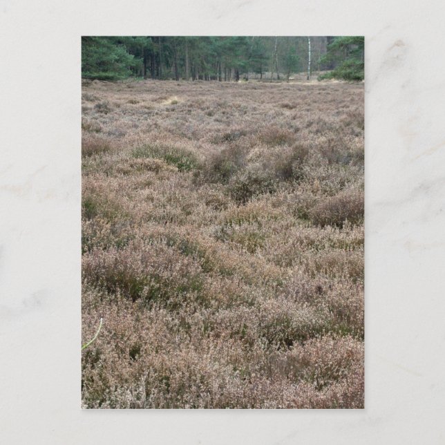 Heath Postkarte (Vorderseite)