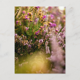 Heather Grouse Postcard Floral Natumn Großbritanni Postkarte