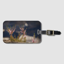 Heather Nature Foto