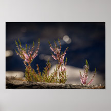 Heather Nature Foto