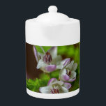 Heather Spring Blume immergrün blühen lila weiß<br><div class="desc">Heather Spring Blume immergrün Blüte lila Weiß Grün Briar hübsches Foto</div>