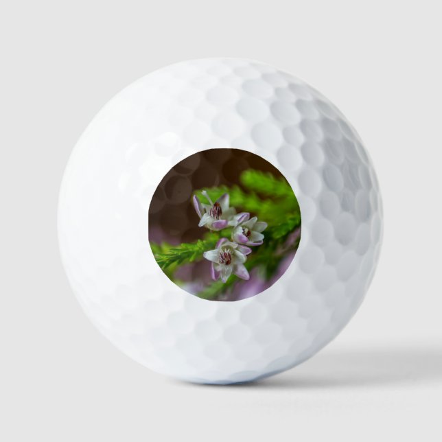Heather Spring Blume immergrün blühen lila weiß Golfball (Vorderseite)