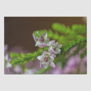 Heather Spring Blume immergrün blühen lila weiß Seidenpapier