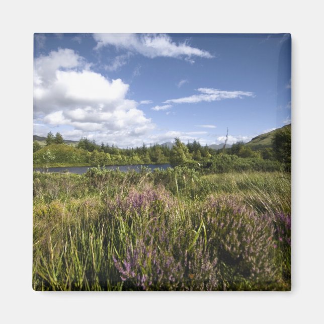 Heathland Magnet (Vorne)