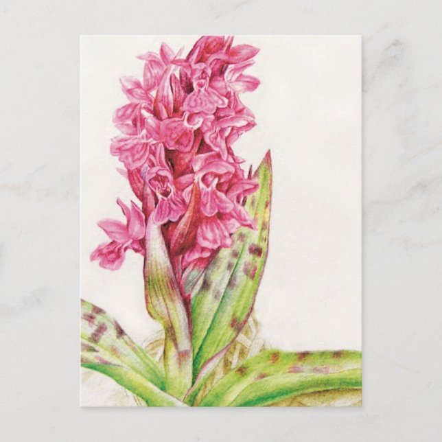 Hebrideaui Orchidee, Wasserfarben-Postkarte Postkarte (Vorderseite)