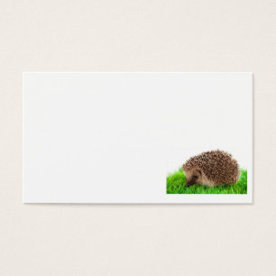 hedgehog