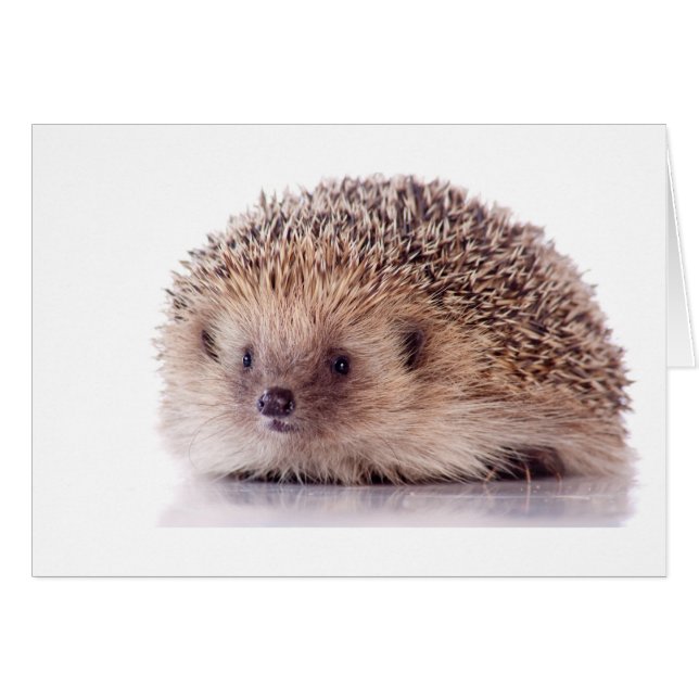 Hedgehog, (Vorderseite (Horizontal))