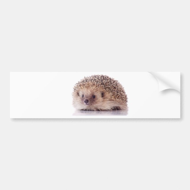 Hedgehog, Autoaufkleber (Vorne)
