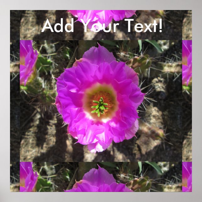 Hedgehog Cactus  Flower Poster (Vorne)