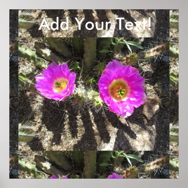 Hedgehog Cactus Poster (Vorne)