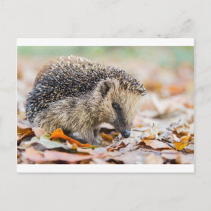 Hedgehog in autumn leaves postkarte