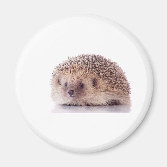 Hedgehog, Magnet (Vorne)