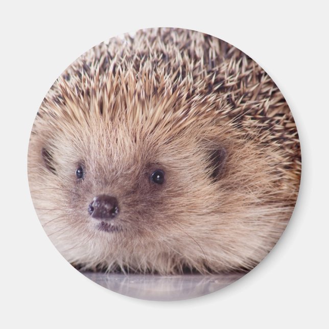 Hedgehog, Magnet (Vorne)