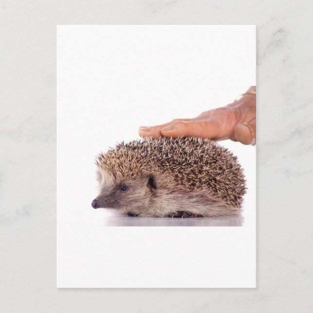 Hedgehog, Postkarte (Vorderseite)