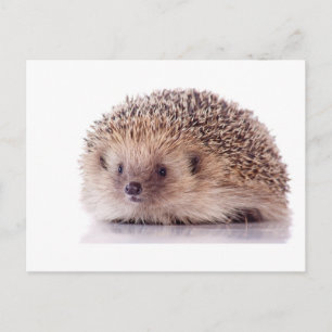 Hedgehog, Postkarte
