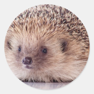 Hedgehog, Runder Aufkleber