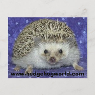 Hedgehogworld Postkarte