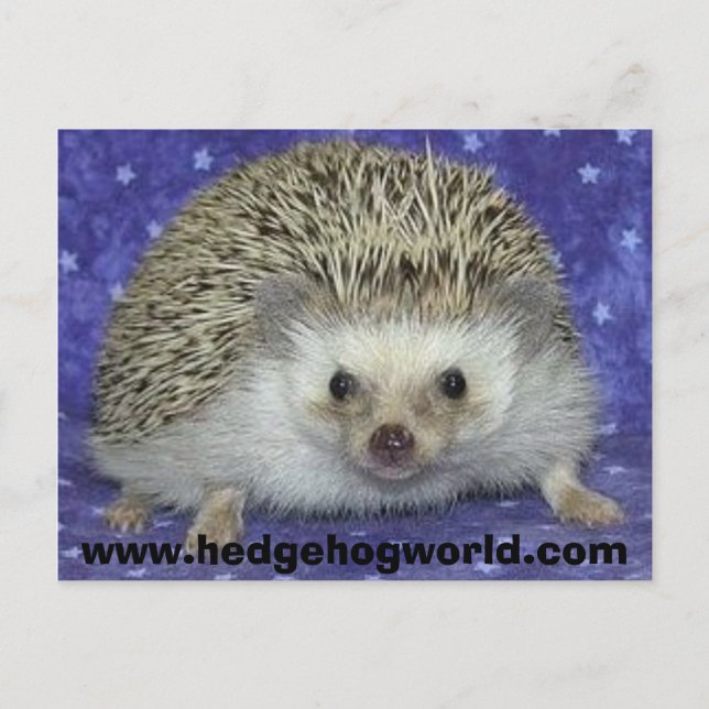 Hedgehogworld Postkarte (Vorderseite)