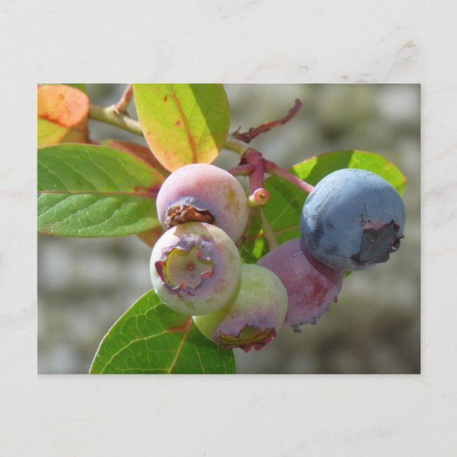 Heidelbeere Postkarte (Vorderseite)