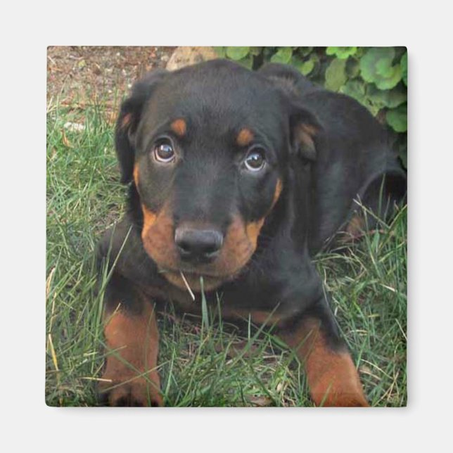 Heidi Guilt Puppy Magnet (Vorne)