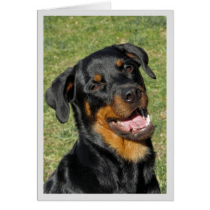 Heidi Niedlich Rottweiler Blank Greeting Card