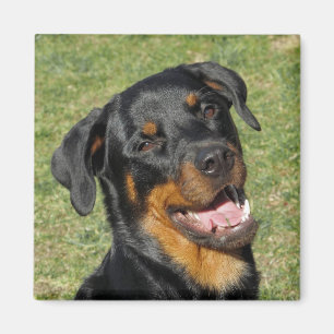 Heidi Niedlich Rottweiler Magnet