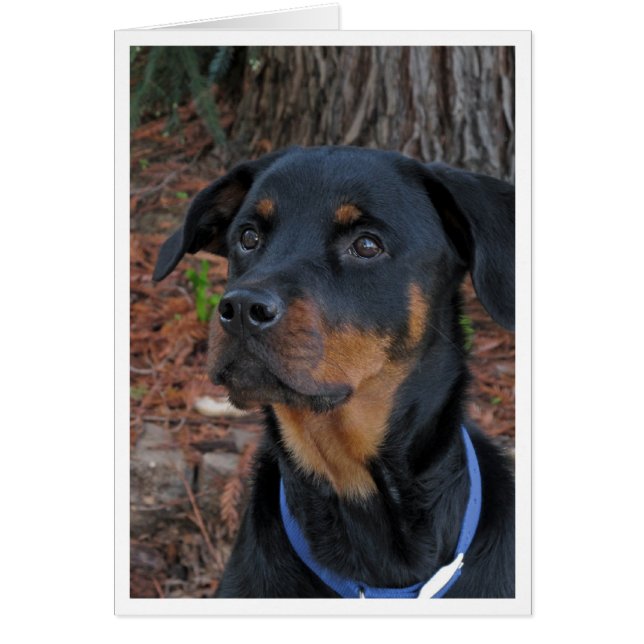 Heidi Rottweiler Blank Greeting Card (Vorne)