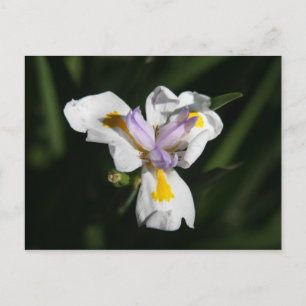 heikle Blume Postkarte