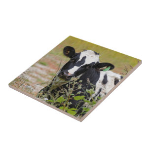 Heilige Kuh! Es ist ein Holstein-Friesier! Fliese