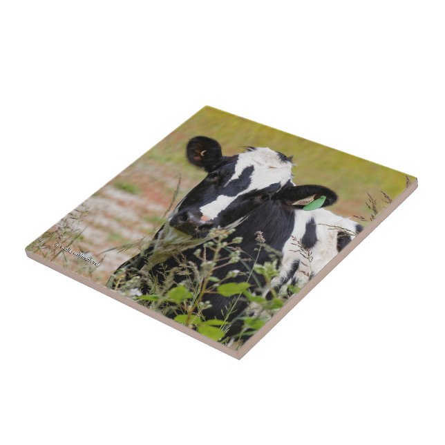 Heilige Kuh! Es ist ein Holstein-Friesier! Fliese (Seite)
