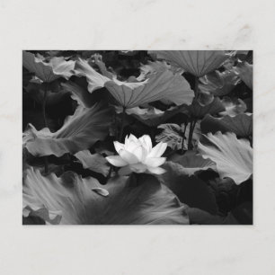 Heilige Lotus: Japan Postkarte