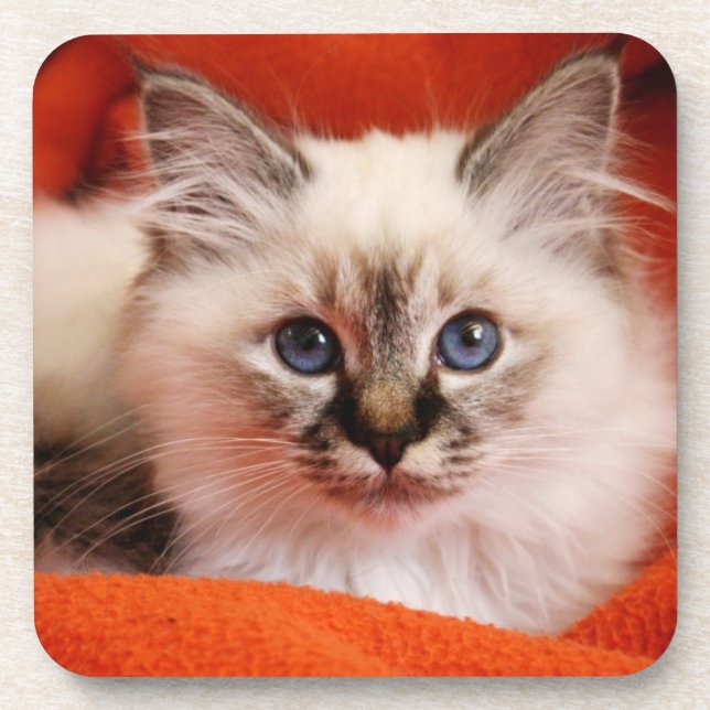 Heiliges Birman Kätzchen Untersetzer (Vorderseite)