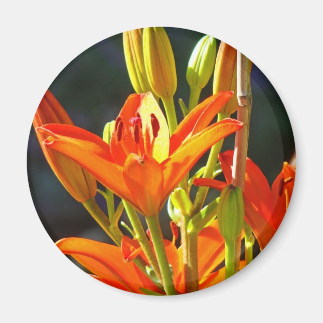 Heilmagnete Touch Orange Lily Blume Magnet (Vorne)