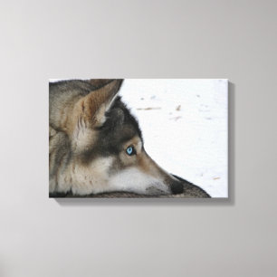 Heiserer Hund mit blauen Augen Leinwanddruck