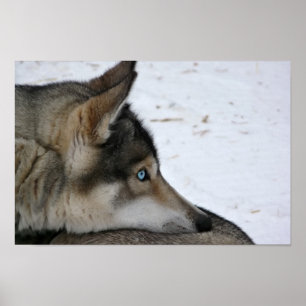 Heiserer Hund mit Plakat der blauen Augen