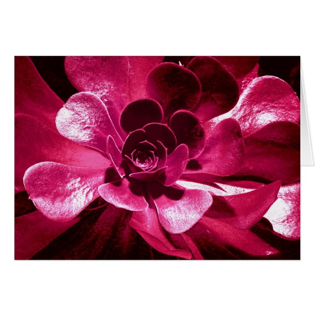 Heiß rosa Petalen (Vorderseite (Horizontal))