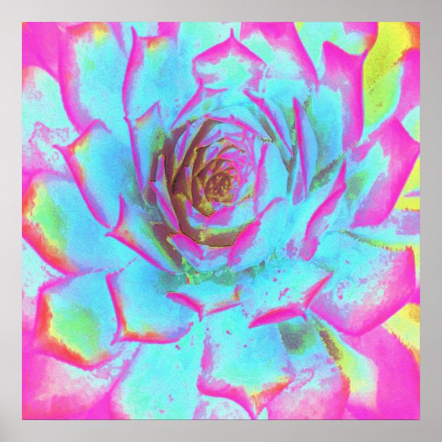 Heiß rosa und blau-sukkulente Sedum-Rosette Poster (Vorne)