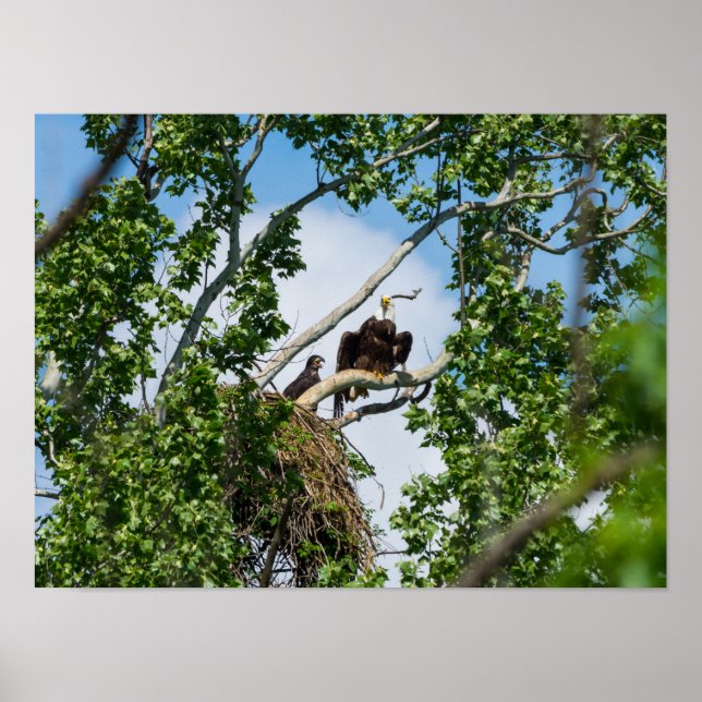 Heiße Adler Poster (Vorne)
