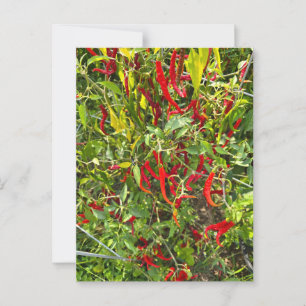 Heiße Paprikaschoten für Hot Chile! Postkarte