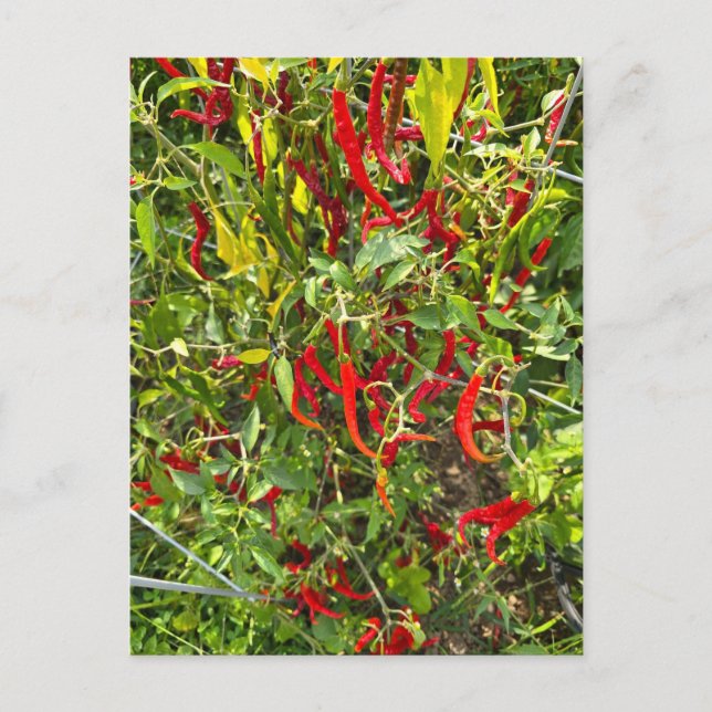 Heiße Paprikaschoten für Hot Chile! Postkarte (Vorderseite)