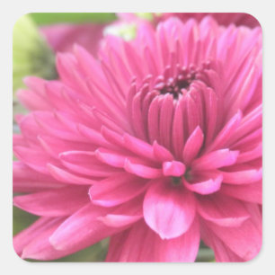 Heißes Rosa-Chrysantheme-Blumen-Mama-Blumen-Foto Quadratischer Aufkleber