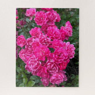 Heißrosa Polyantha-Rose, Oakland