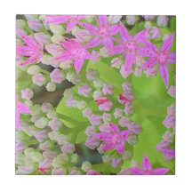 Heissrosa Sukkulentes Sedum mit fleshy-grünen Blät