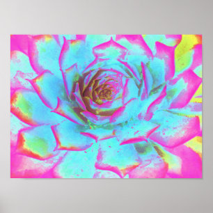Heißrosa und blaue Sukkulente Sedumrosette Poster