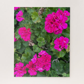 Heißrosa Zonale Geranie, San Mateo