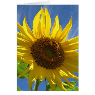 Heitre Sonnenblume