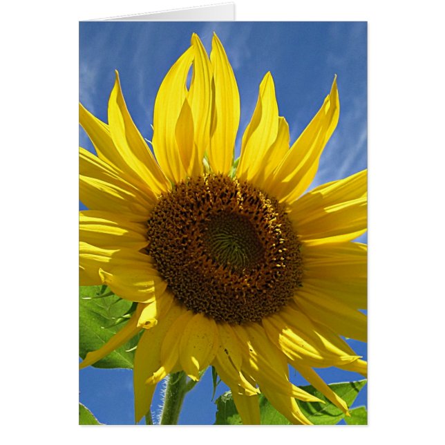 Heitre Sonnenblume (Vorne)