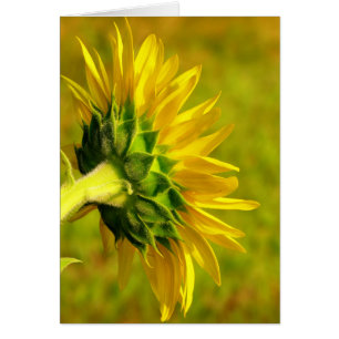 Heitre Sonnenblume-Rückseite