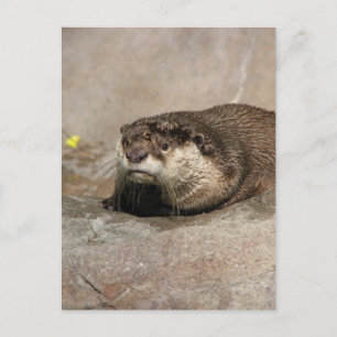 Helaine's Otter Postkarte